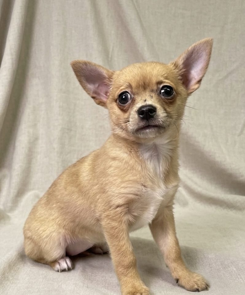 Bloom chiot chihuahua fauve femelle