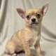 Bloom chiot chihuahua fauve femelle