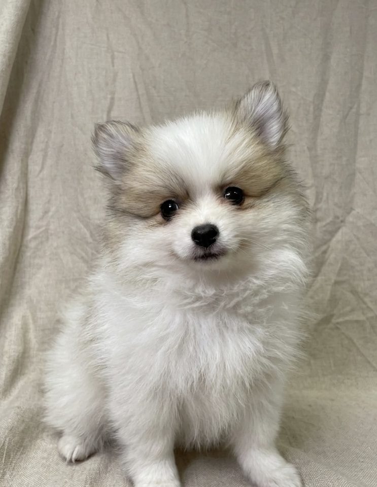 Bonnie chiot spitz femelle fauve charbonné