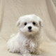 Armello chiot bichon maltais male blanc