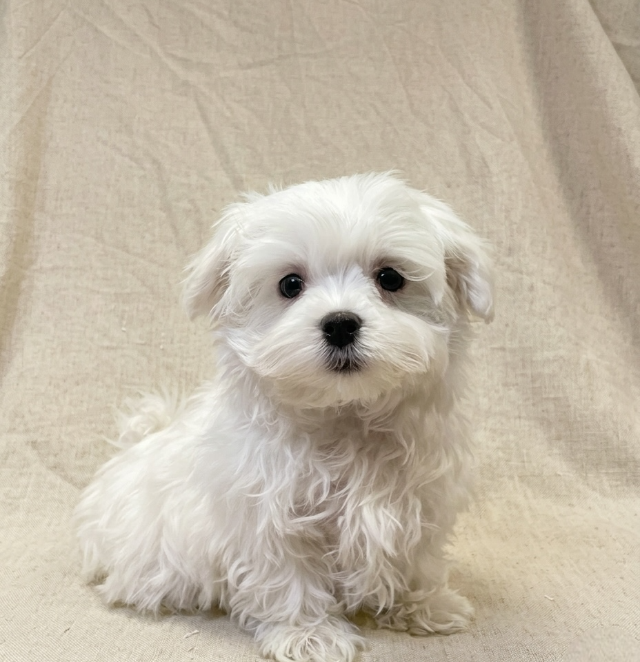 Armello chiot bichon maltais male blanc