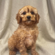 Amaro chiot cavapoo mâle fauve