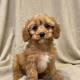 Arti chiot cavapoo mâle fauve