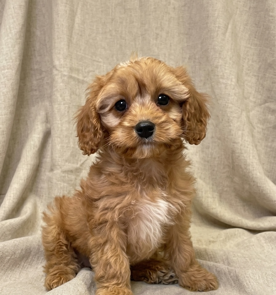 Arti chiot cavapoo mâle fauve