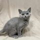 Balmain chartreux chaton mâle bleu