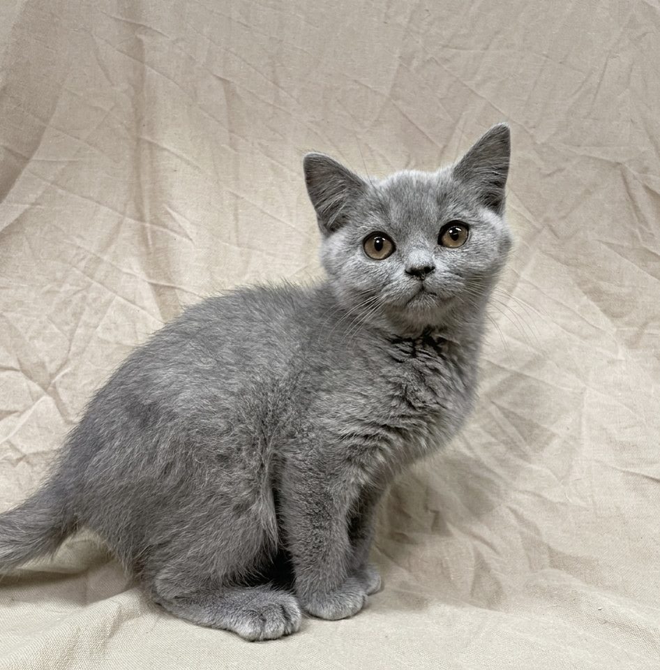 Balmain chartreux chaton mâle bleu