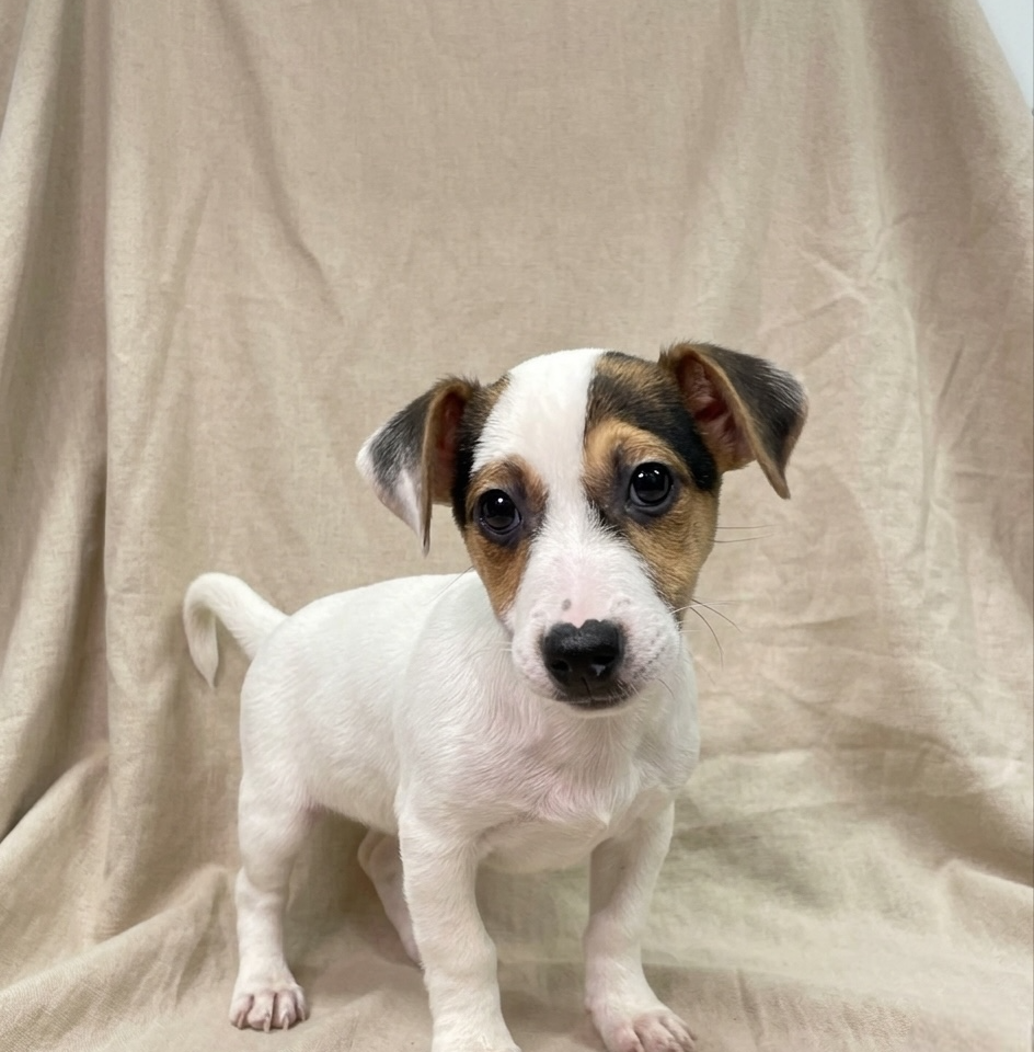 Achille chiot jack russell tricolore mâle à vendre Paris
