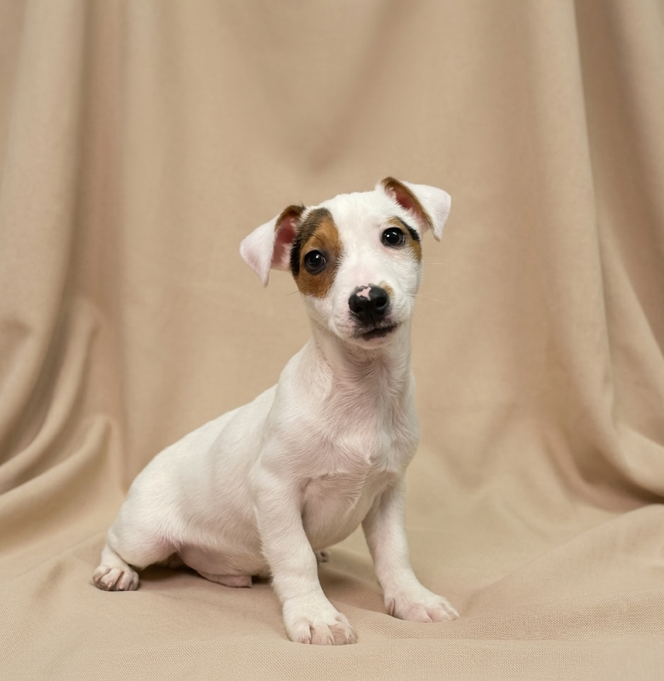 Azor chiot jack russell tricolore mâle