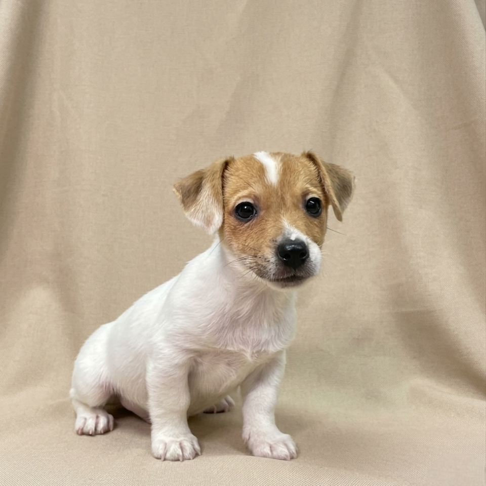 Billy chiot jack russell blanc et fauve mâle