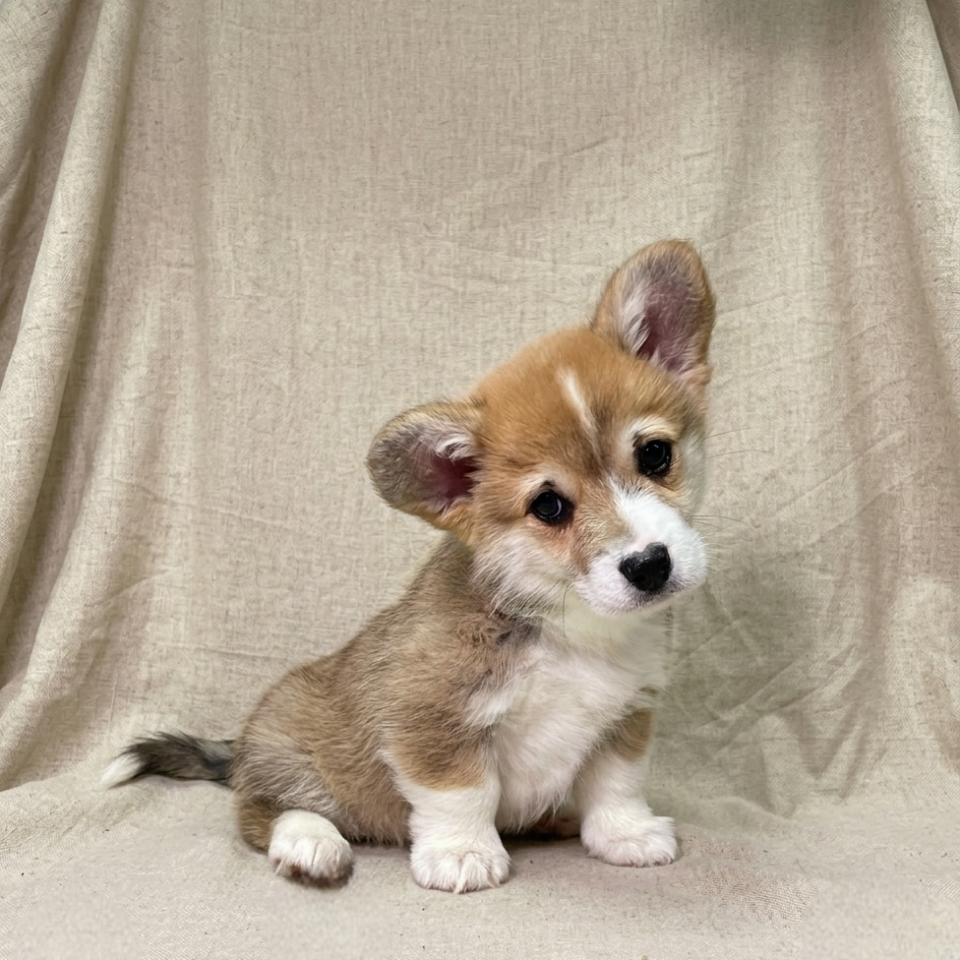 Bianca chiot corgi femelle tricolore
