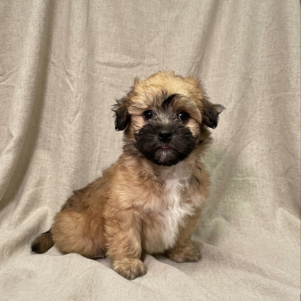 Brume chiot croisé coton de tulear fauve charbonné