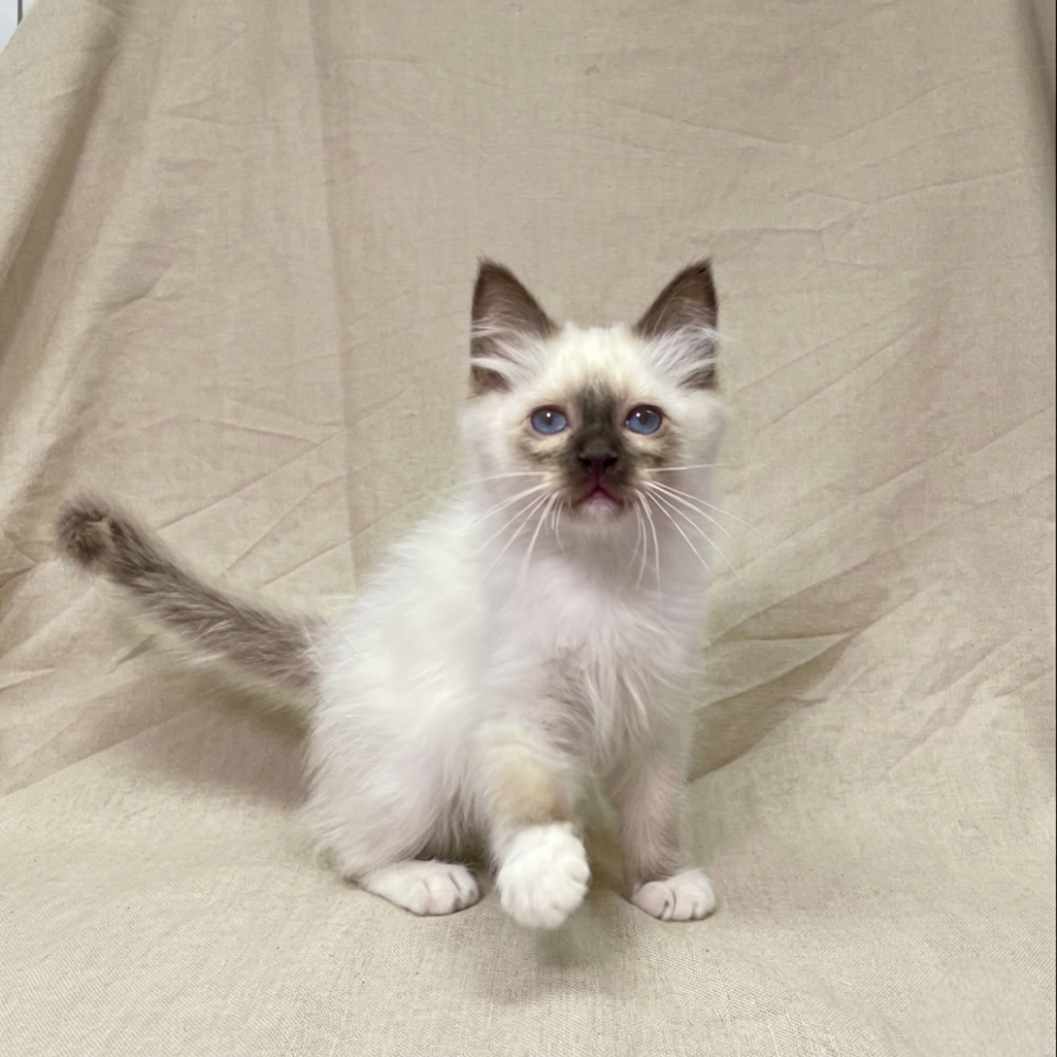 Biscuit chaton sacré de Birmanie chocolat point à vendre Paris