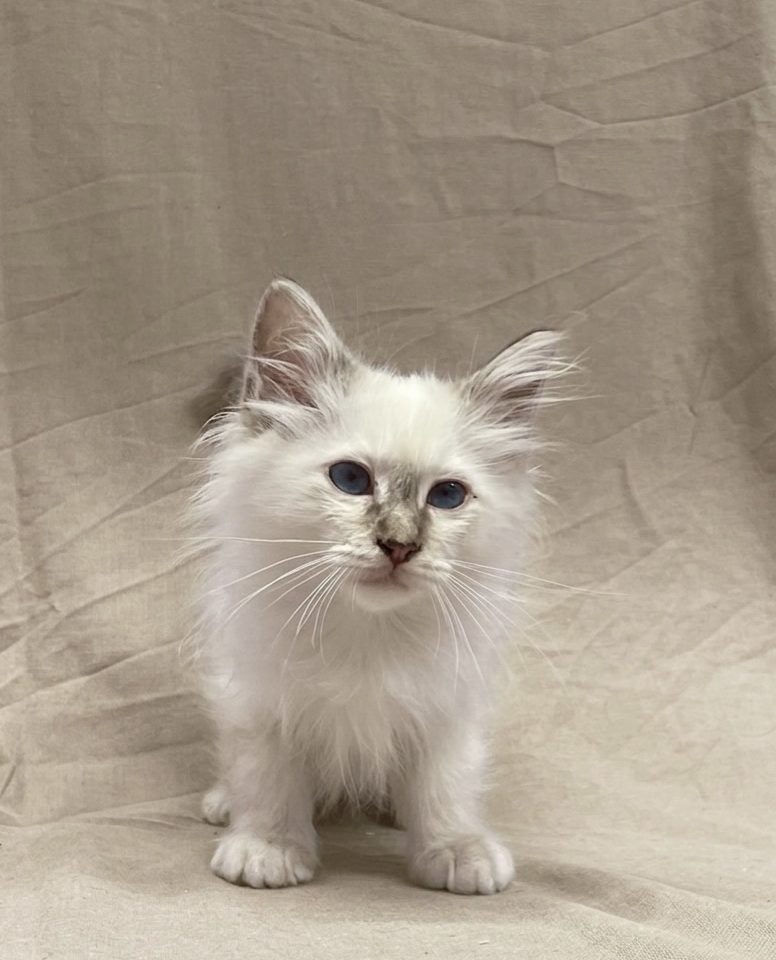 Buzz chaton sacré de Birmanie chocolat point à vendre Paris