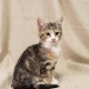 Blake chaton européen mâle brown tabby