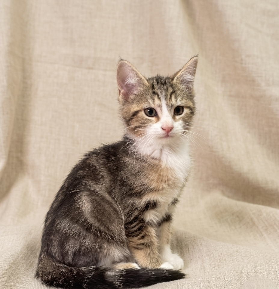 Blake chaton européen mâle brown tabby