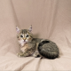 Birdy chaton europeen brown tabby a vendre paris