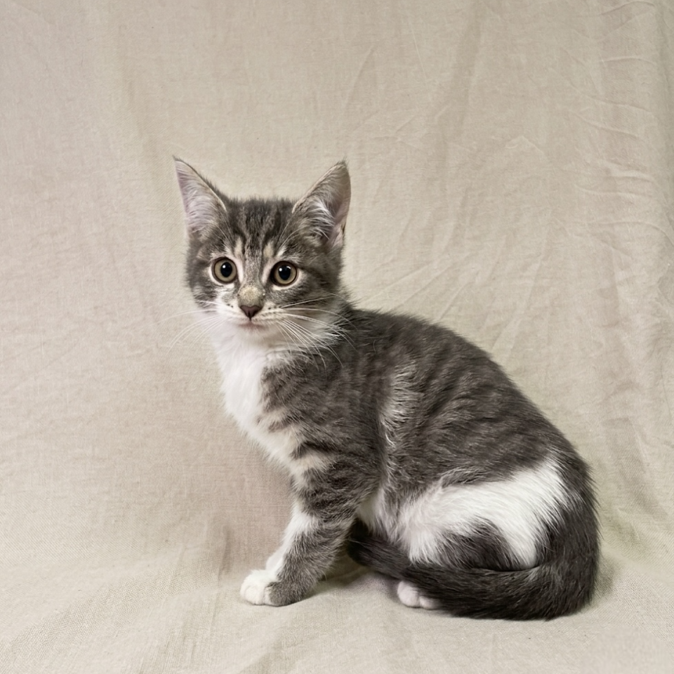 chaton européen femelle blue tabby
