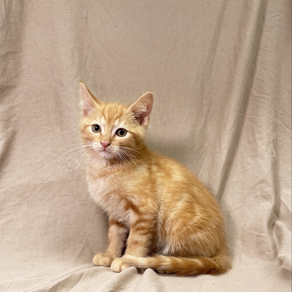 Barry chaton européen mâle roux à vendre Paris