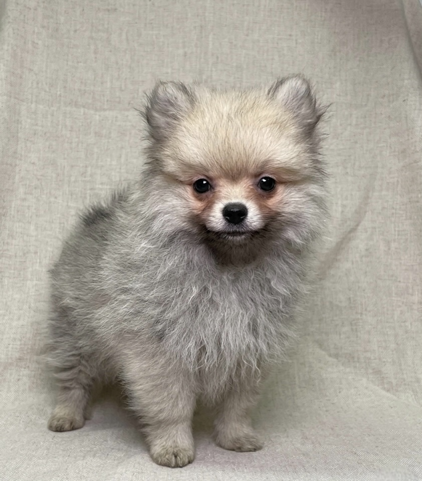 Bisou chiot spitz femelle sable charbonné