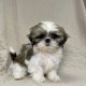 Bahia chiot shih-tzu tricolore