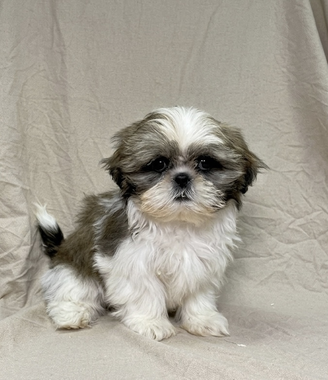 Bahia chiot shih-tzu tricolore