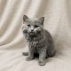 Belize chartreux chaton femelle bleu