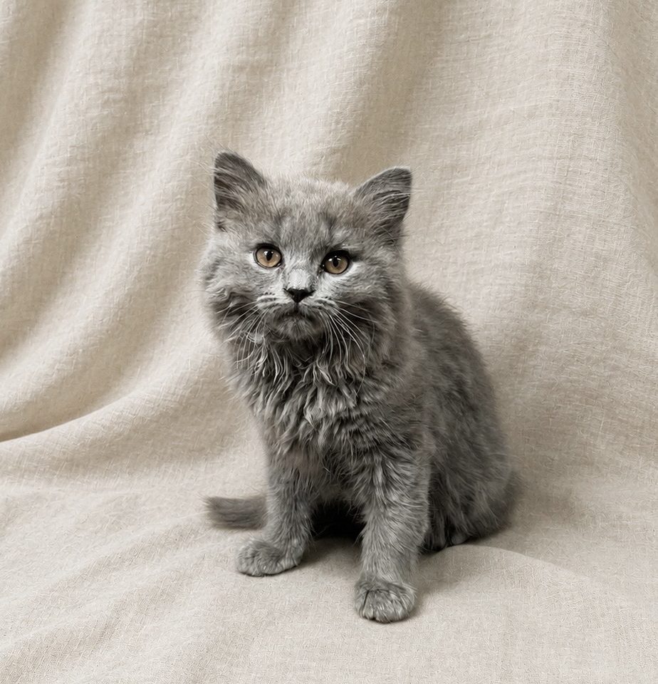 Belize chartreux chaton femelle bleu