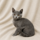 Barcelone chartreux chaton femelle bleu
