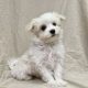 Bess chiot bichon maltais blanc