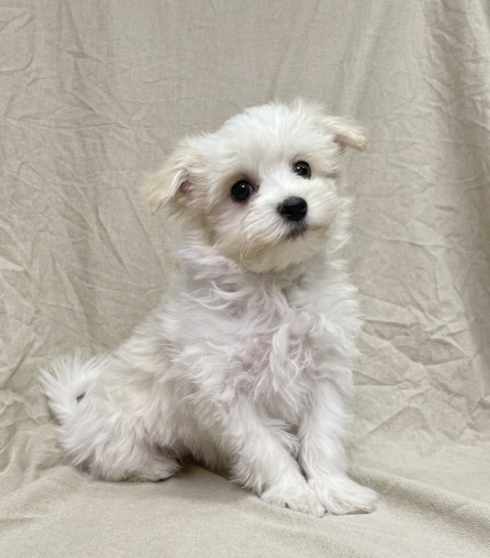 Bess chiot bichon maltais blanc
