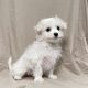 Blanche chiot bichon maltais blanc