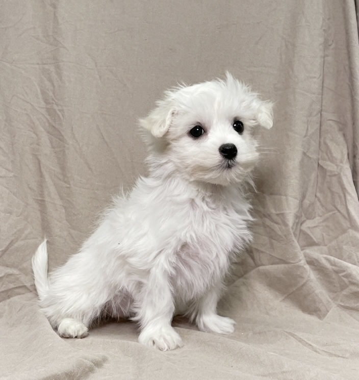 Blanche chiot bichon maltais blanc