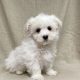 Boo chiot bichon maltais blanc