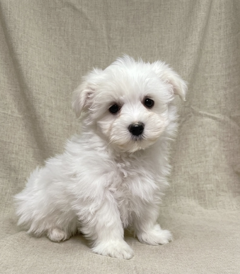 Boo chiot bichon maltais blanc