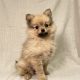 Bellucia chiot spitz femelle fauve