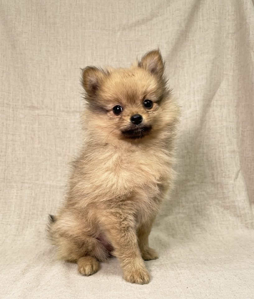 Bellucia chiot spitz femelle fauve