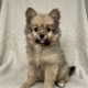Brio chiot spitz male fauve