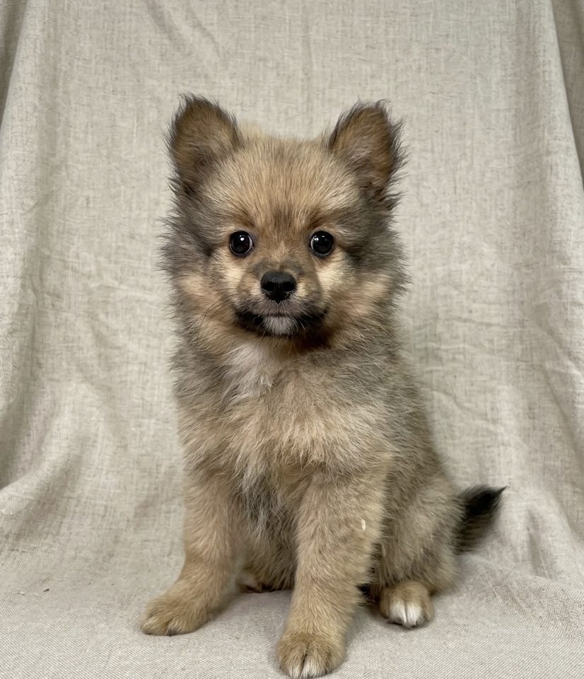 Brio chiot spitz male fauve