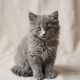 beauty chartreux chaton femelle bleu