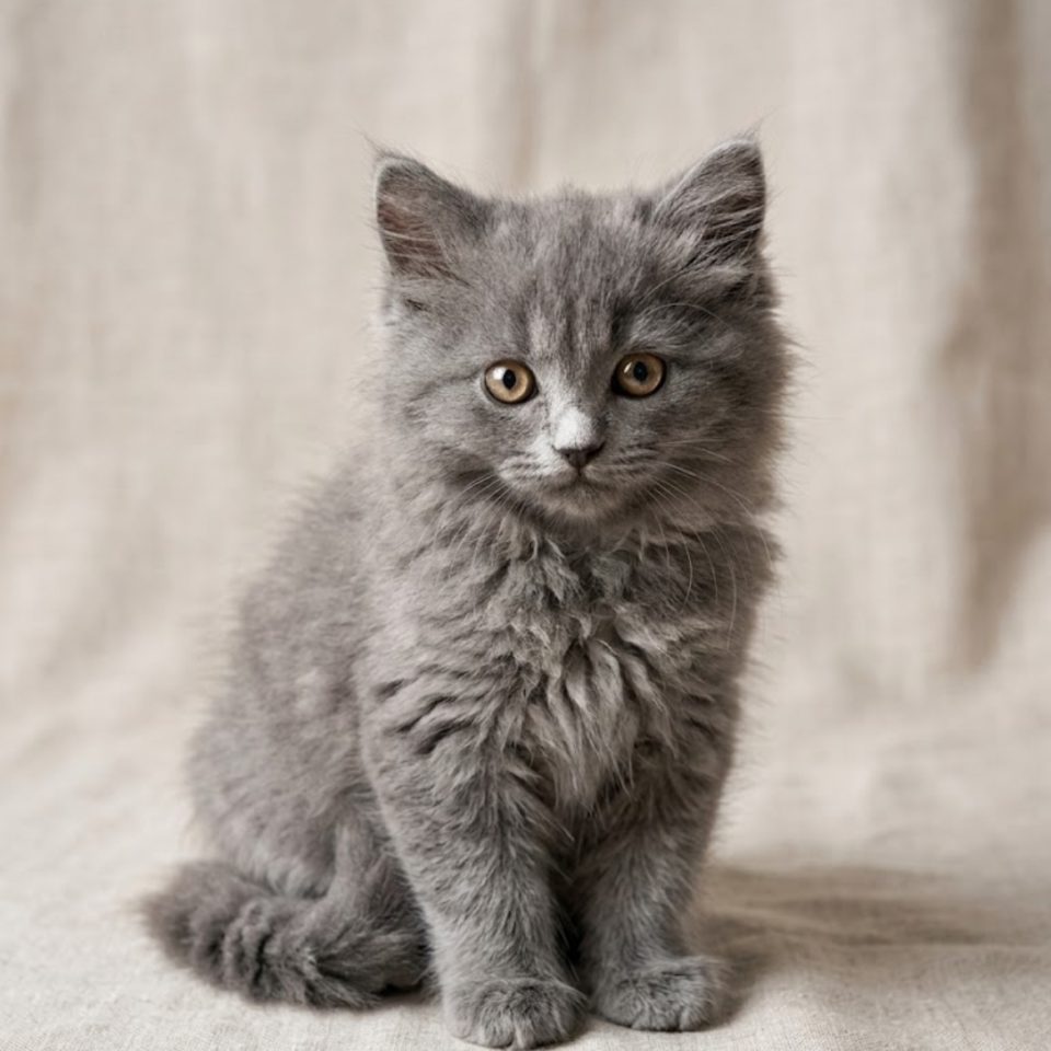 beauty chartreux chaton femelle bleu