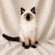 Bille chaton ragdoll mâle seal point mitted
