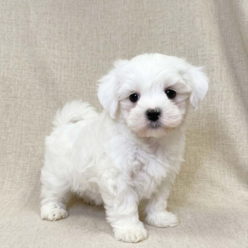 Bello Blancky chiot bichon maltais blanc