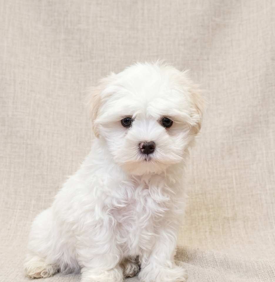 Blancky chiot bichon maltais blanc
