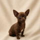Barbara chiot chihuahua femelle chocolat