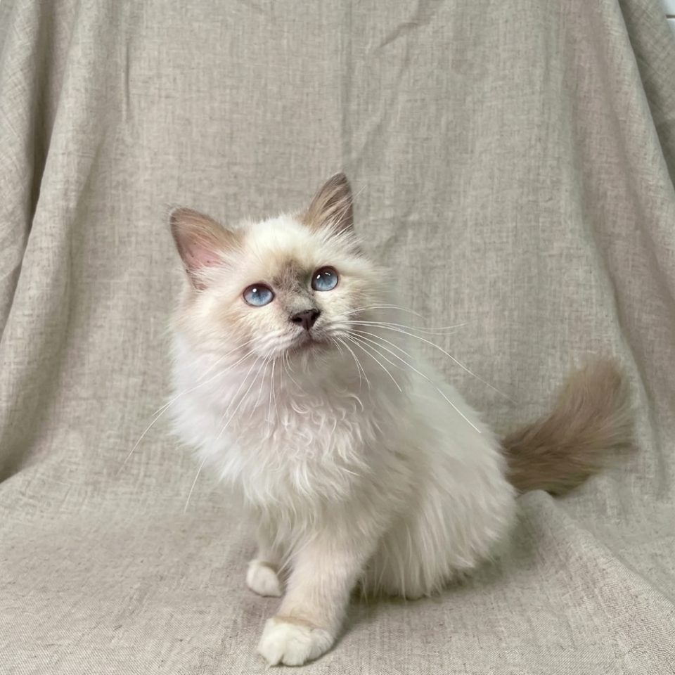 Biscuit chaton sacré de Birmanie blue point