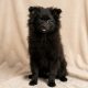 Blair chiot spitz noir à vendre Paris