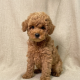 Begonia chiot caniche abricot femelle