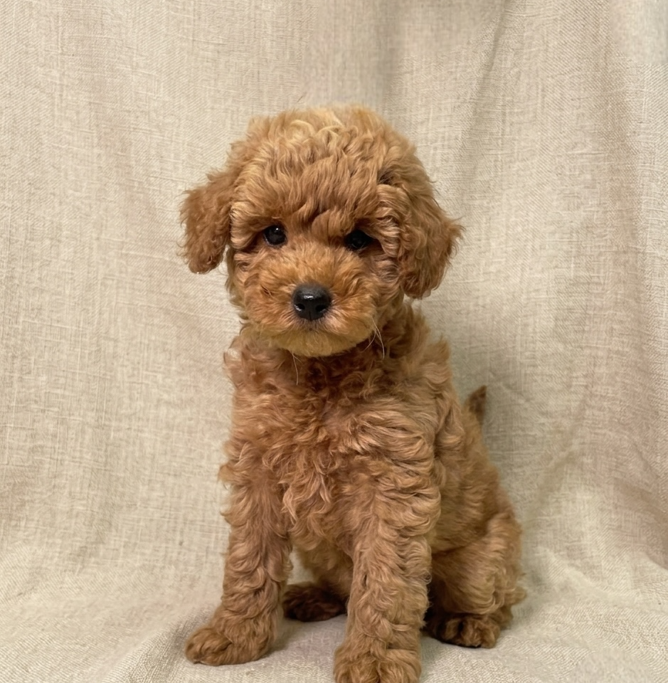 Begonia chiot caniche abricot femelle