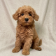 Bergamote chiot caniche abricot femelle