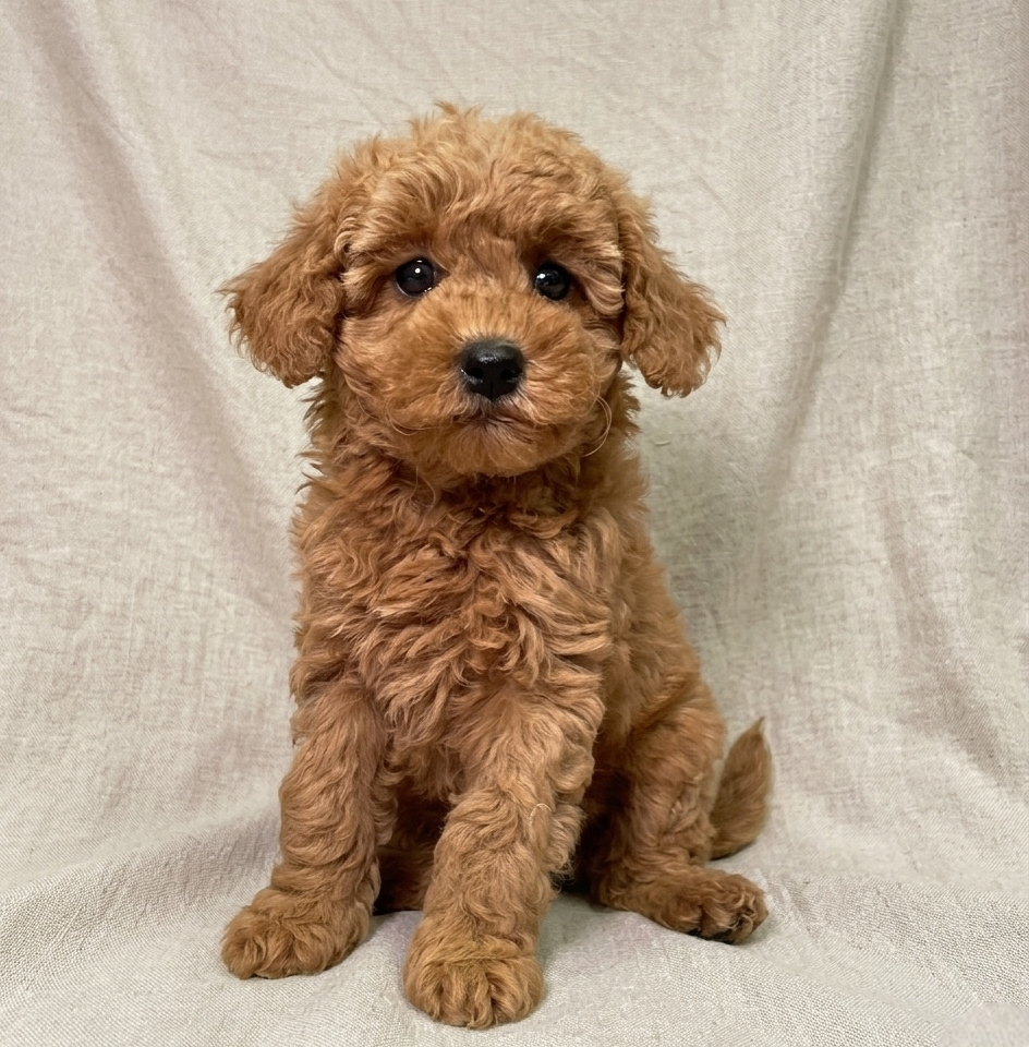 Bergamote chiot caniche abricot femelle